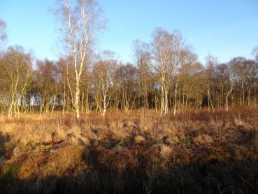 Moorbirken im Herrenmoor bei Nutteln (Aufnahme aus Dezember)