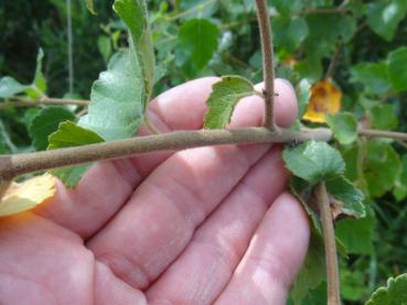 Typische weiche Behaarung bei Betula pubescens