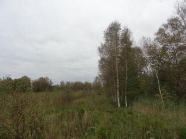 Glasbjörk, Betula pubescens