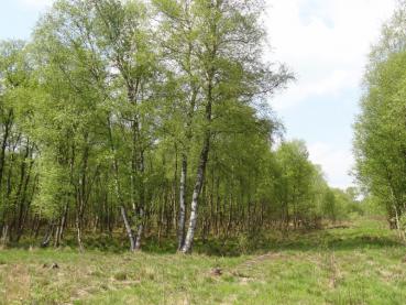 Glasbjörk, Betula pubescens