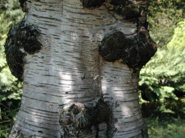 Betula pubescens