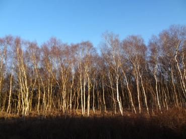 Bestand von Betula pubescens im Herrenmoor bei Nutteln (Aufnahme aus Dezember)