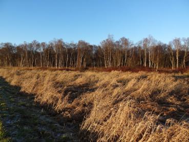 Gruppe mit Moorbirken, davor ein Bestand von Myrica gale