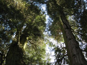 Die Kalifornische Weihrauchzeder wächst im Alter zu beeinduckenden Bäumen heran.