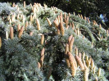 Cedrus atlantica Glauca - Blaue Atlaszeder