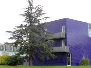 Großes Exemplar der Blauen Atlaszeder vorm Loki-Schmidt-Haus in Hamburg