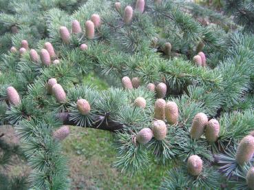 Cedrus libani - Libanonzeder