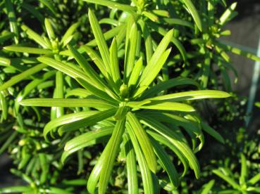 Cephalotaxus harringtonia Fastigiata - Säulen-Kopfeibe