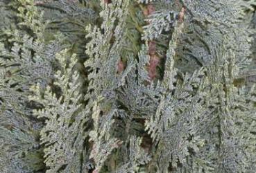 Chamaecyparis lawsoniana Alumii - Scheinzypresse Alumii