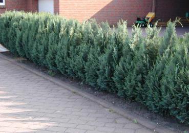 Chamaecyparis lawsoniana Columnaris - Blaue Säulen-Scheinzypresse