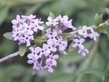 Blüten des Hänge-Sommerflieder