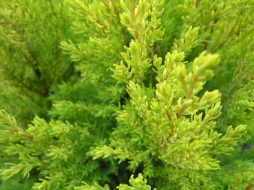 Chamaecyparis lawsoniana Ellwoods Gold - Gelbe Kegelzypresse