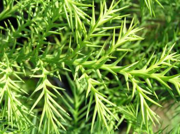 Cryptomeria japonica - Japanische Sicheltanne