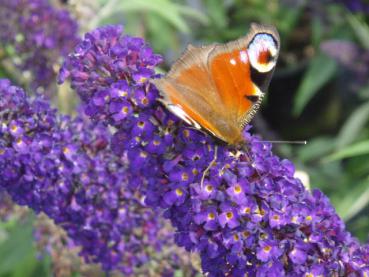 Buddleja Black Knight - Sommerflieder Black Knight