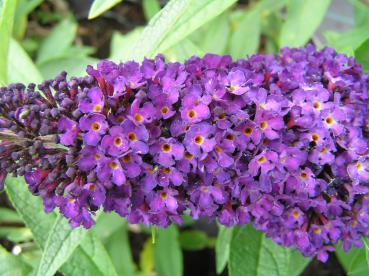 Sommerflieder Black Knight