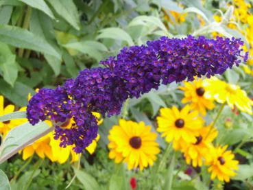 Die Blüte von Buddleja Black Knight