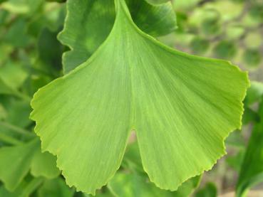 Blatt des Ginkgobaumes