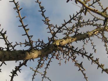 Knospen des Ginkgo biloba im Winter