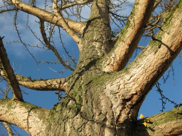 Rindenstruktur eines alten Ginkgos