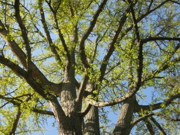 Frisch ausgetriebener, alter Ginkgo biloba im Frühling