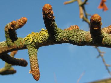 Knospen im Winter - Ginkgo biloba