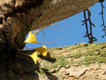 Gelbes Herbstlaub des Ginkgo biloba