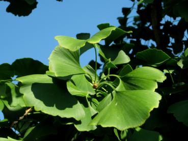 Hübsche parallelnerviges Laub des Ginkgo biloba