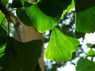 Hübsche Struktur des Ginkgo biloba im Gegenlicht