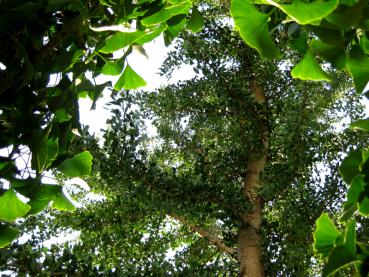 Der Ginkgo biloba wächst in der Jugend aufrecht, schlank und wenig verzweigt.