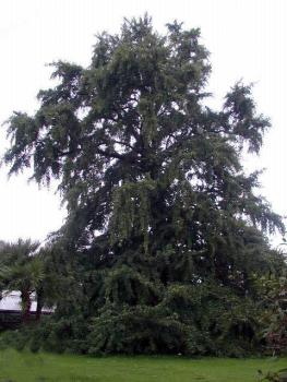 Alter Ginkgobaum im Botanischen Garten Leiden. Er wurde wahrscheinlich 1785 gepflanzt.