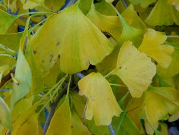 Gelbes Herbstlaub vom Ginkgo biloba