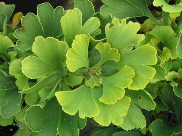 Kugel-Ginkgobaum im Sommerlaub