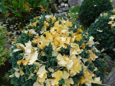 Gelbes Herbstlaub des Kugelginkgos Mariken auf einer Buchsbaumkugel