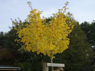 Kugel-Ginkgobaum - Gelbfärbung im Herbst