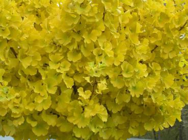 Kugel-Ginkgobaum im gelben Herbstkleid