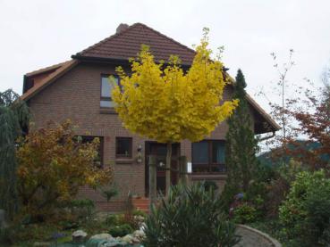 Attraktiver Hausbaum: Ginkgo biloba Mariken