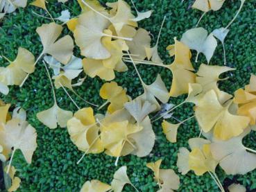 Herunter gefallendes Herbstlaub von Ginkgo biloba Mariken