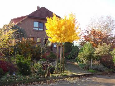 Prächtige gelbe Herbstfärbung bei Ginkgo biloba Marieken, aufgenommen Ende Oktober