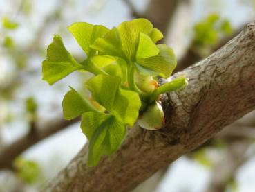 Blattaustrieb vom Kugel-Ginkgobaum