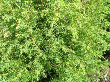 Juniperus communis Hibernica - Heidewacholder
