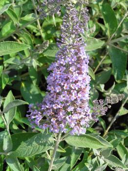 Buddleja Ellens Blue