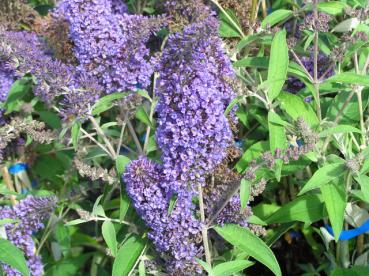 Blüten des Sommerflieder Ellens Blue