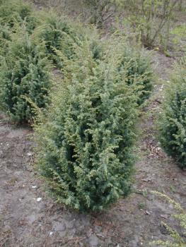 Juniperus communis Meyer - Heidewacholder Meyer
