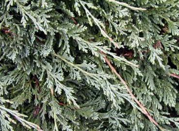 Juniperus horizontalis Glauca - Blauer Teppichwacholder