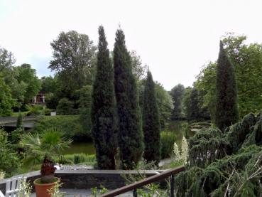 Raketen-Wacholder, gesehen bei bei Planten und Blomen