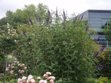 Sommerflieder Empire Blue - Buddleja Empire Blue