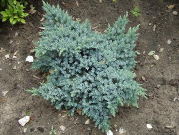 Juniperus squamata Blue Star - Zwerg-Blauzederwacholder