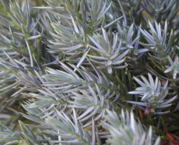 Juniperus squamata Meyeri - Blauzederwacholder Meyeri