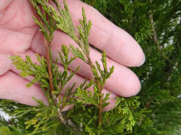 Die Nadeln von Juniperus chinensis Spartan (Helle) im Winter