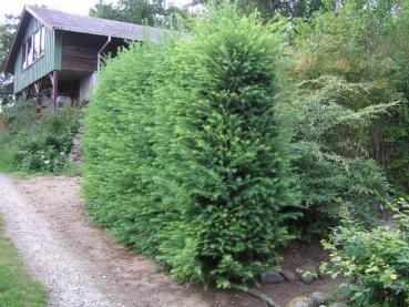 Larix decidua - Europäische Lärche